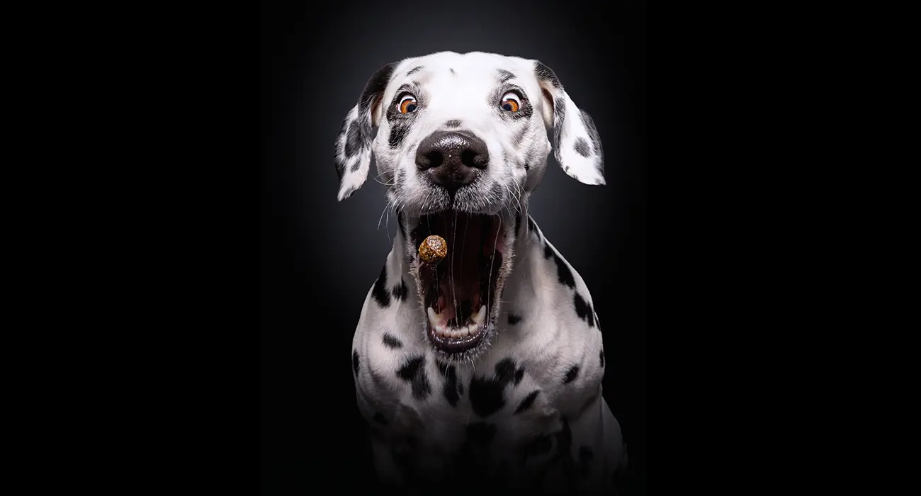 Treat Tracer Gravity Gourmet Edition