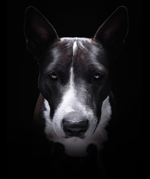 information_dog-01
