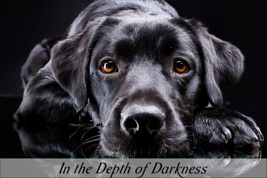 In The Depth Of Darkness