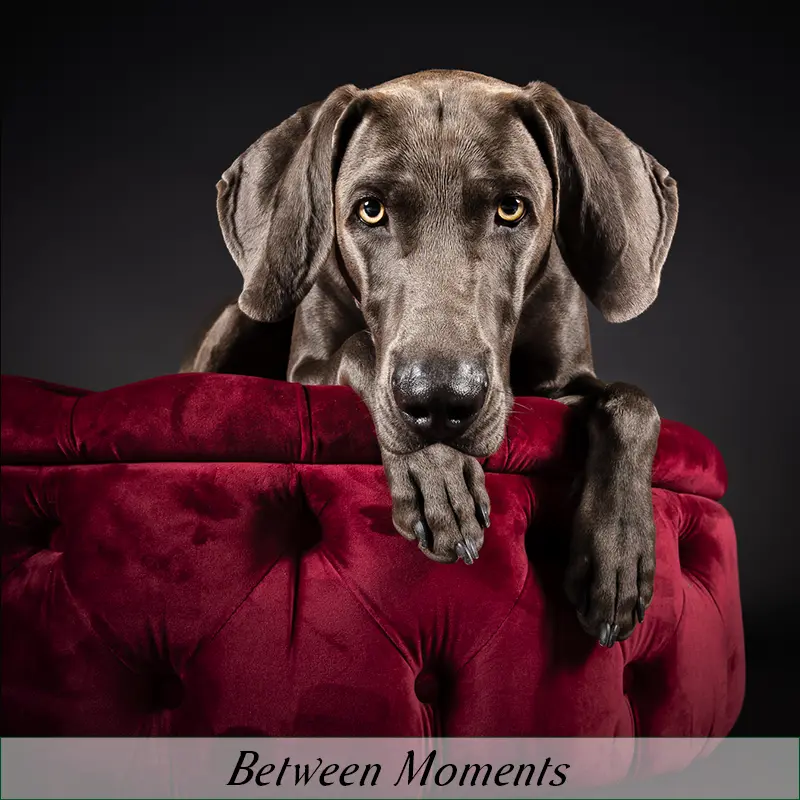 shootCatMoments_mh_01