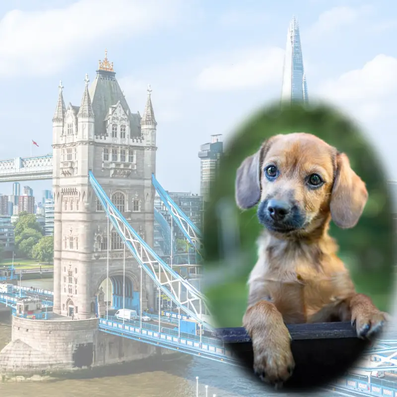 All in one Fotoevent London