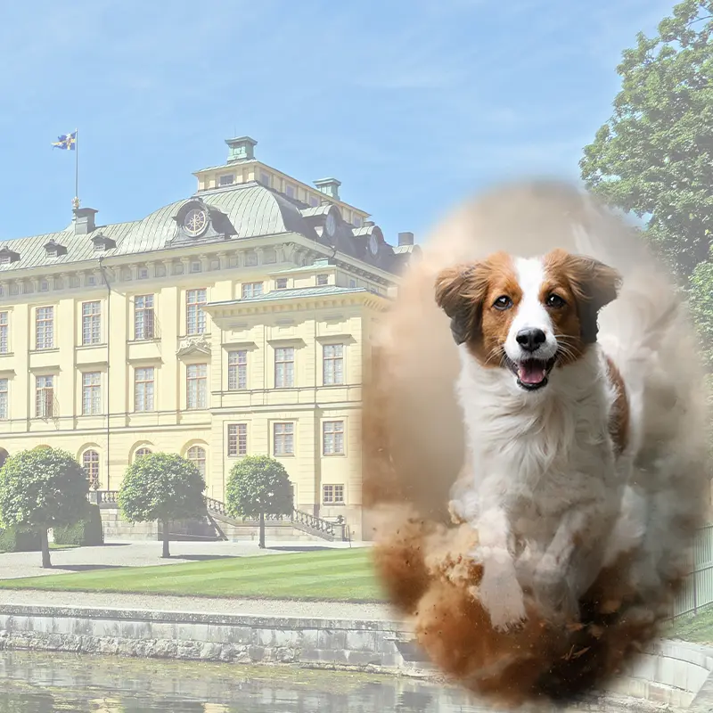 All in one Fotoevent Stockholm